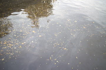 dark water with yellow leaves in autumn evening