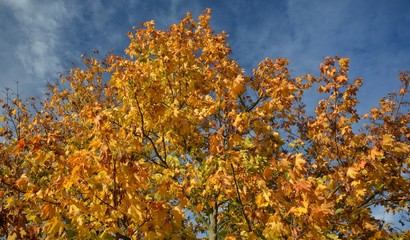 Autumnal Impressions from Falkensee in Brandenburg, near Berlin Spandau on October 20, 2019, Germany