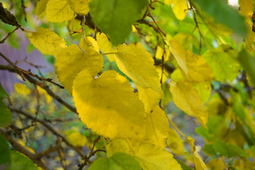 Bright yellow and green large autumn leaves of mulberry hanging on the branches of a large tree.