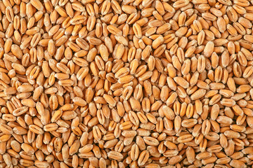 Wheat grain as background texture, top view.