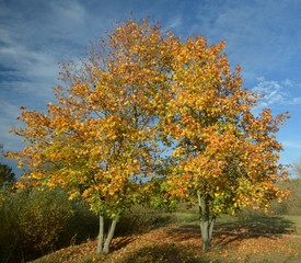 Fototapeta na wymiar Autumnal Impressions from Falkensee in Brandenburg, near Berlin Spandau on October 20, 2019, Germany