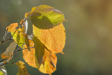 Autumn yellow leaves in the backlight. Soft blurred background.