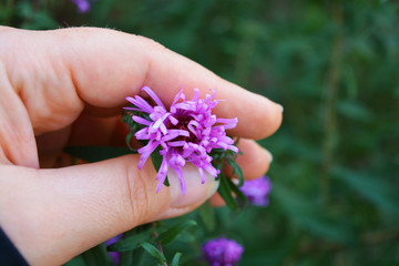 Bright and colorful bush with large purple flowers, Symphyotrichum novi-belgii, New York aster in a female hand.