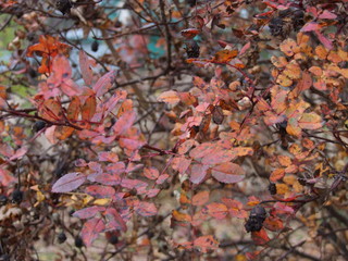 autumn crimson leaves