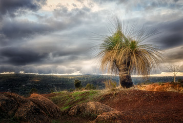 Australian grass tree against cloudy sky