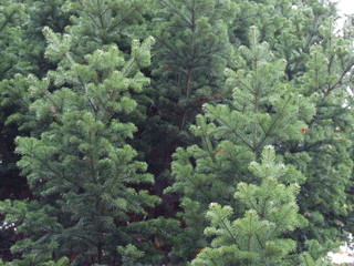 fluffy branches of spruce