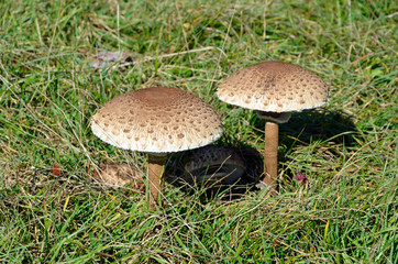 Parasolpilz, Macrolepiota procera, Altmühltal