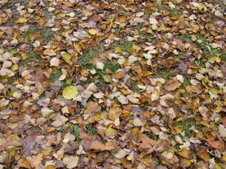 yellow autumn leaves on the ground
