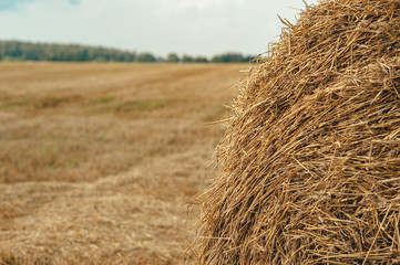 Texture of hay, on a background, blue sky.