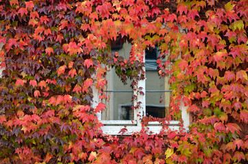 Fenster mit rotem Weinlaub