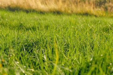 The texture of green grass on the field in summer.