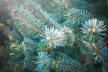 Naklejka na ściany i meble Christmas tree branches background
