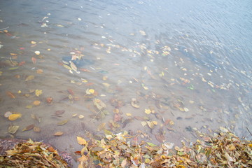 yellow leaves on the sandy shore in autumn evening at sunset