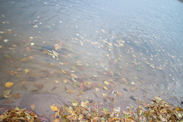 yellow leaves on the sandy shore in autumn evening at sunset