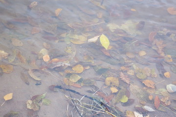 yellow leaves on the sandy shore in autumn evening at sunset