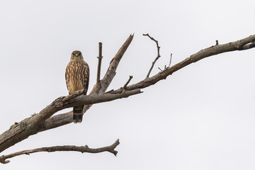 Merlin Falcon perched with white sky.