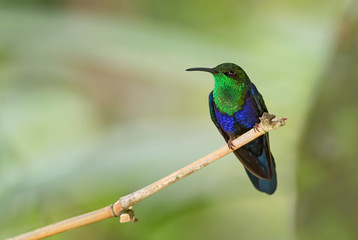 Fork-tailed Woodnymph - Thalurania furcata, beautiful neck-shining hummingbird from Andean slopes...