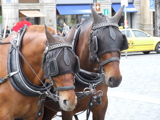 horses on the square in the cart