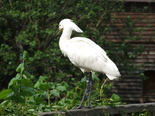 white heron