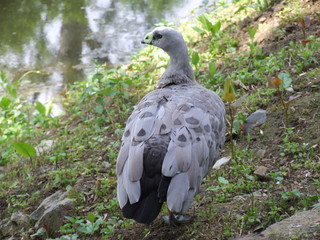 grey goose