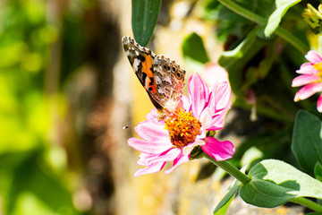 Blüte mit Schjmetterling