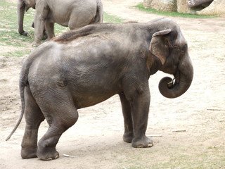 Naklejka premium elephants