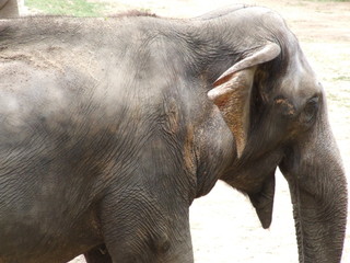 Fototapeta premium elephants