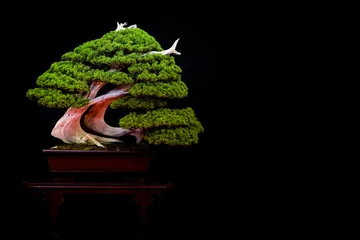  Bonsai  5 © badoune