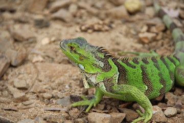 green Iguana of caribbean