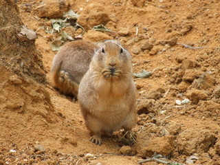 gophers in the zoo