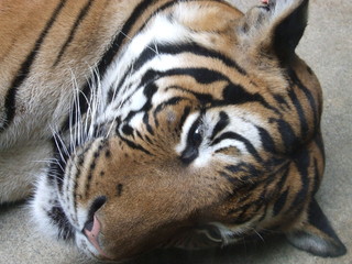 tiger resting