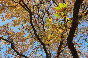 yellow tree in autumn