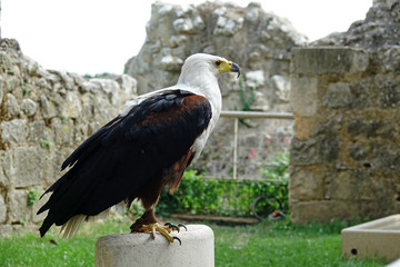 Pygargue vocifère