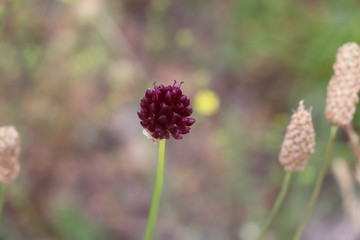 Allium rotundum 