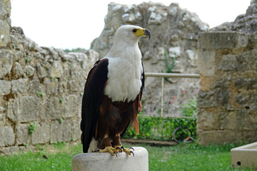 Pygargue vocifère