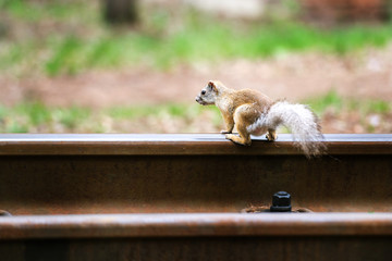 Cute gray squirrel sitting on an railway rail