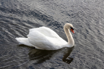 Swan swimming on a river in Brittany