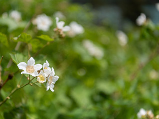 Serviceberry Buds with Copy Space