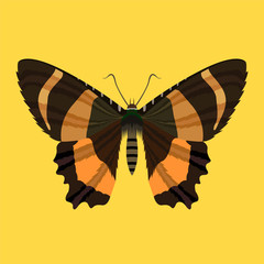 butterfly vector polygonal 