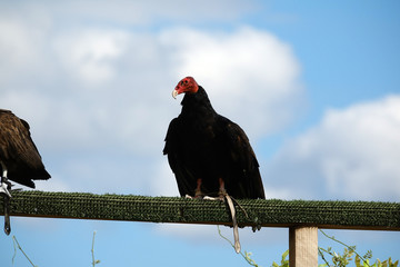 Urubu à tête rouge