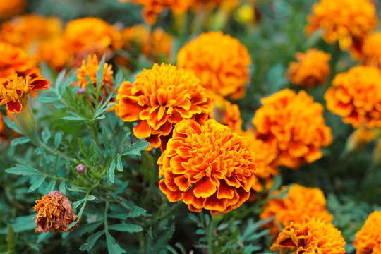 Orange marigolds aka tagetes erecta flower on the flowerbed