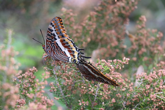 Charaxes jasius L.  Le Jason, le Pacha &agrave; deux queues