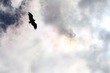 Vautour en vol 