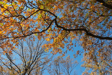 yellow tree in autumn