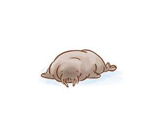 walrus