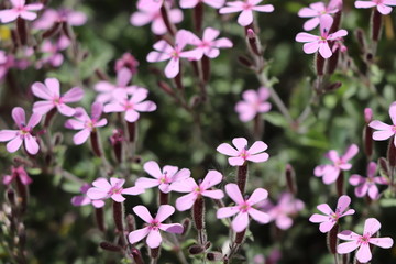 Saponaria ocymoides 