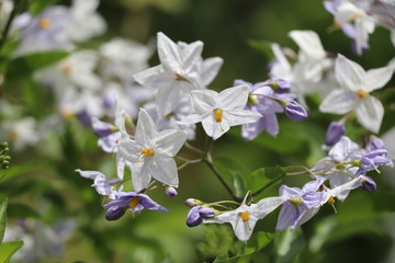Solanum jasminoides