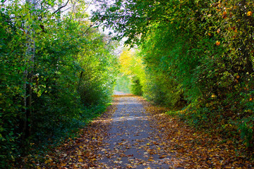 Herbst Wald Tunnel