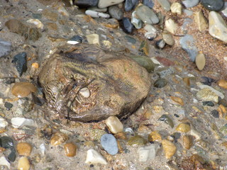 rocks near the shore