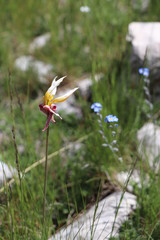 Tulipa sylvestris Australis 